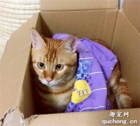 为什么猫咪都很喜欢纸箱？