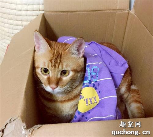 为什么猫咪都很喜欢纸箱?