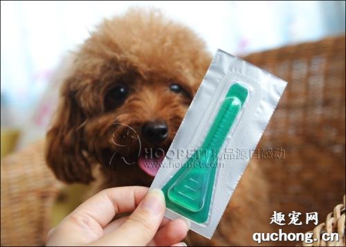 狗狗长虱子了怎么办?