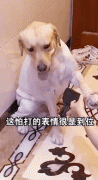 <b>拉不拉猪犯错即将挨打，它一个表情让主人哭笑不得，戏精</b>