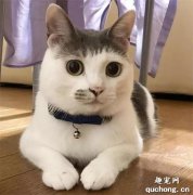 <b>这谁家的斜刘海猫？又呆又乖，真的太可爱了啊啊啊！</b>