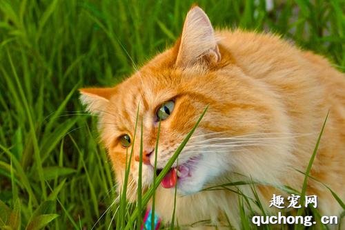 猫咪几个月可以吃猫草？