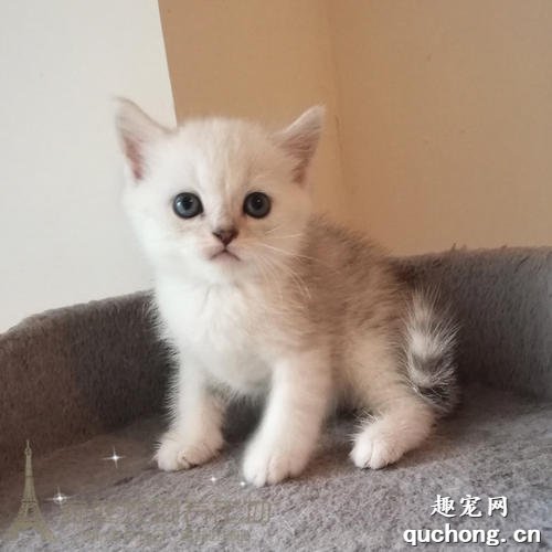 银渐层猫从小怎样养？