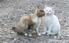 <b>看着这两只猫甜甜蜜蜜，我流下了柠檬味的眼泪…</b>