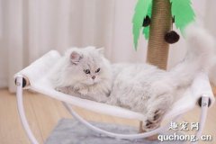 如何让猫喜欢猫爬架?