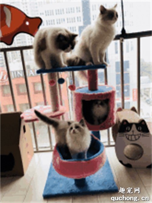 如何让猫喜欢猫爬架?