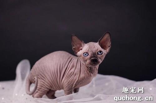 斯芬克司猫多少钱一只?