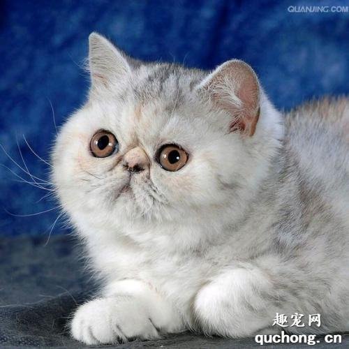 加菲猫好养活吗？