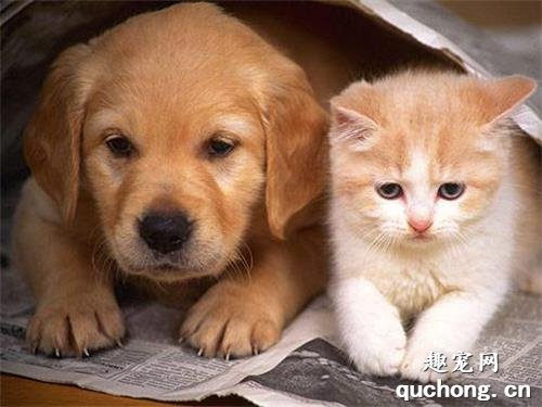 猫和狗的智商哪个高?