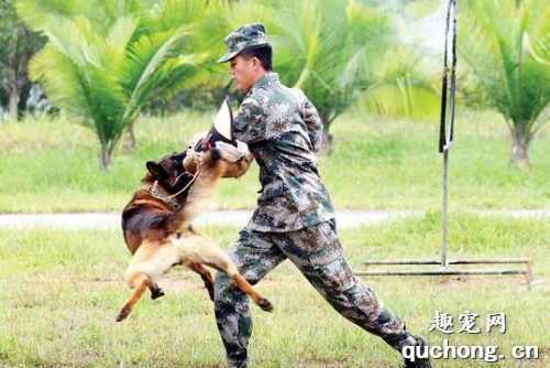 做训犬师有什么危害