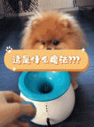 <b>小博美喜提自动发球机，它却误会了点什么，好迷信</b>