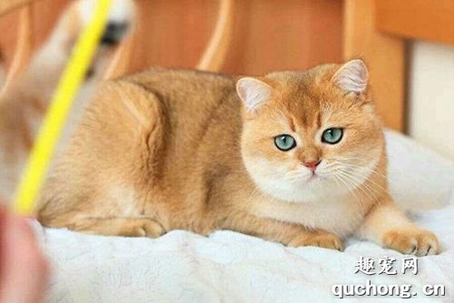 橘猫和金渐层长得像?手把手教你如何区分橘猫和金渐层!