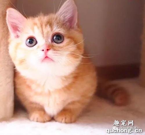 橘猫和金渐层长得像?手把手教你如何区分橘猫和金渐层!