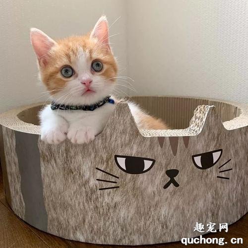 为什么断奶的小猫容易死亡?