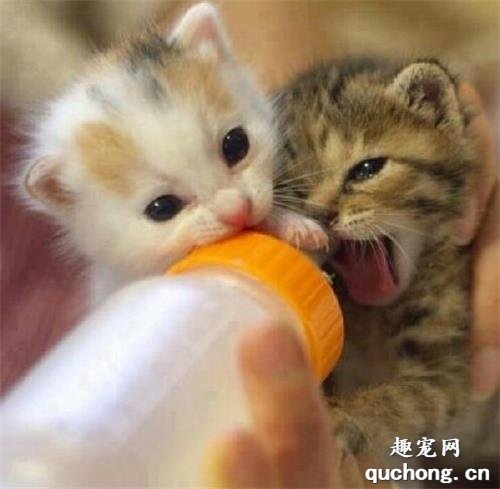 小猫不吃奶该怎么办?有没有办法喂母乳?