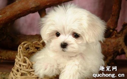 常见的小型犬有哪些品种？