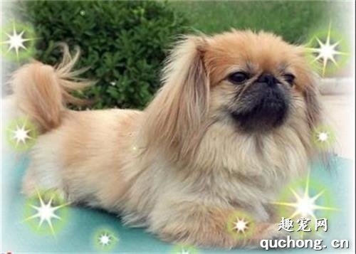 常见的小型犬有哪些品种？