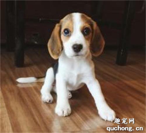 常见的小型犬有哪些品种？