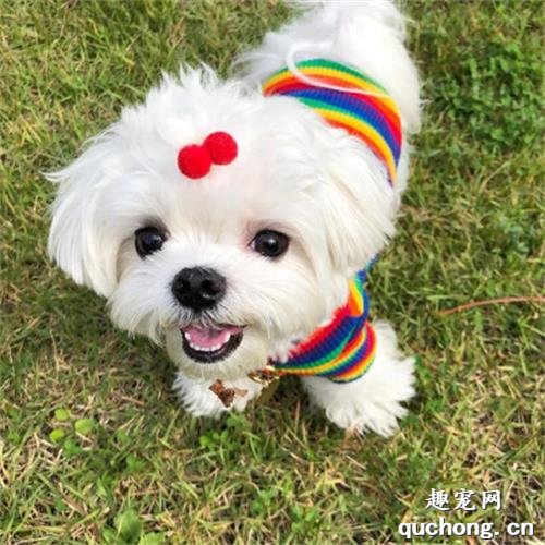 常见的小型犬有哪些品种？