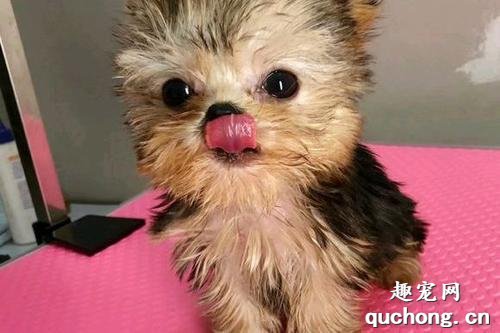 常见的小型犬有哪些品种？