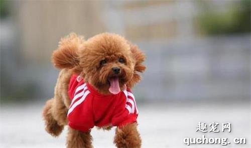 常见的小型犬有哪些品种？