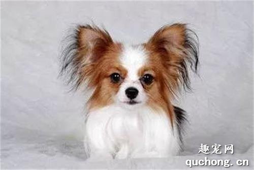 常见的小型犬有哪些品种？