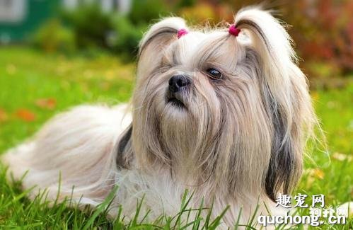 常见的小型犬有哪些品种？