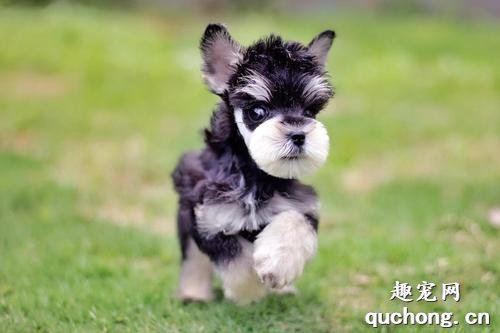 常见的小型犬有哪些品种？