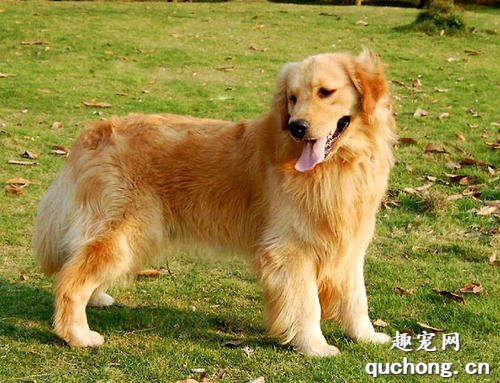 怎么看金毛犬的品相?
