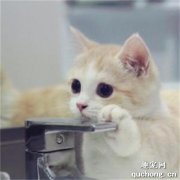 猫咪口炎初期症状