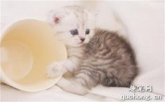 猫咪子宫蓄脓初期症状