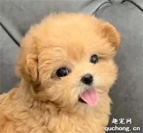 <b>小哥送给女友一只小贵宾，女友本来很拒绝，但看见狗以后……</b>