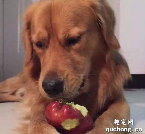 狗吃苹果有什么好处?