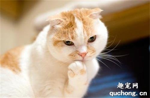 猫咪酸奶一天喝多少合适?