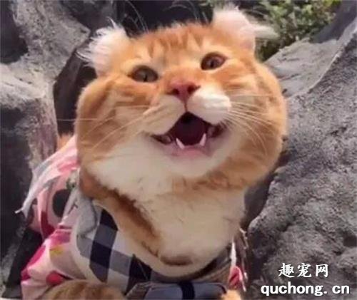<b>哈士奇和橘猫一起生活，结果它们相互影响后就有了这一幕，笑喷了！</b>