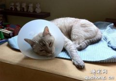 <b>宠物猫中暑怎么办？猫咪生病输液需要注意哪些事项！</b>