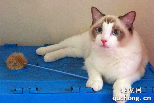 宠物猫发情的表现有哪些?