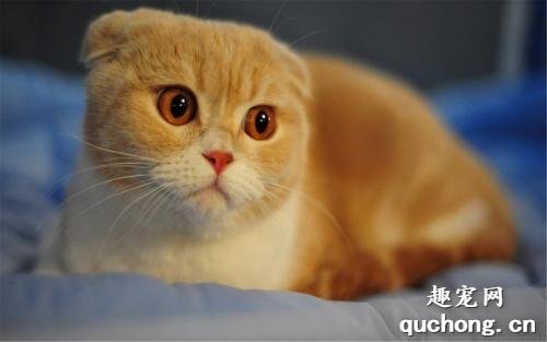 宠物猫发情的表现有哪些?