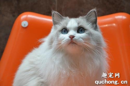 布偶猫打喷嚏的原因有哪些?