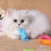 <b>金吉拉猫咪市场行情怎么样？</b>