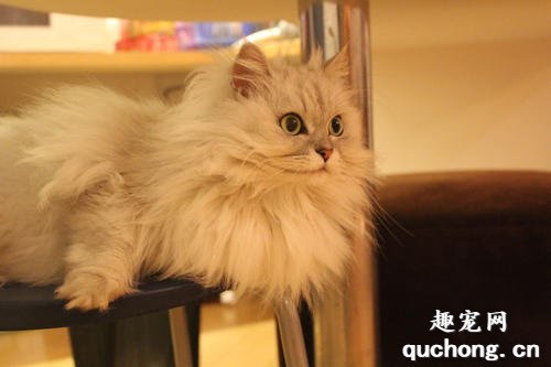 金吉拉猫咪市场行情怎么样?