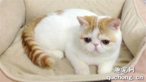 猫咪拉稀怎么办?