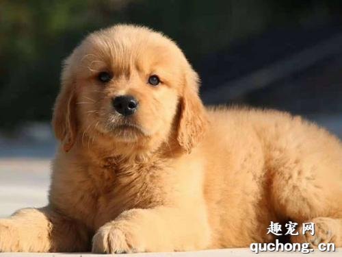 1个月的幼犬能吃蛋黄吗？