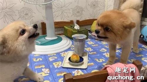 <b>博美兄弟为蛋黄酥吵架，吵到最后结局扎心了...</b>
