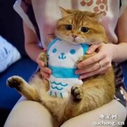 <b>宠物店橘猫多少钱一只？</b>