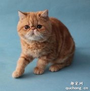 <b>给猫抓伤要打针的吗？</b>