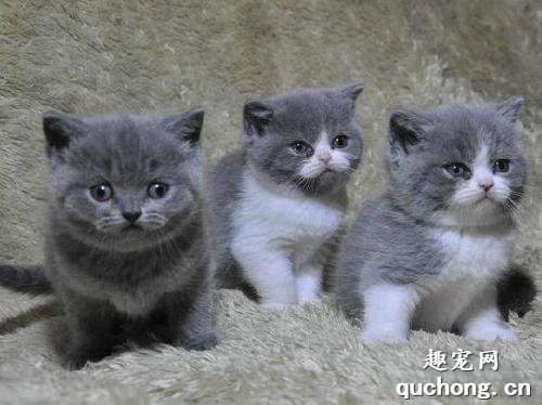 英短蓝猫小的时候怎么看品相？