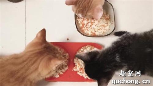 自制猫饭能代替猫粮吗?