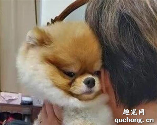 <b>养了一只脸很臭的博美是什么体验？</b>