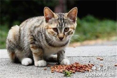 猫换牙猫粮可以用开水泡吗